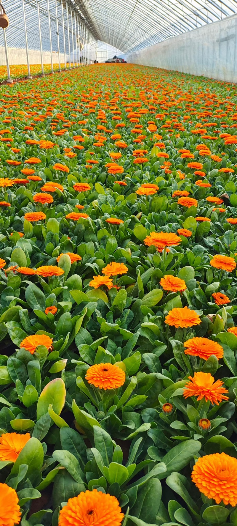 金盏菊