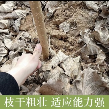 107杨树苗