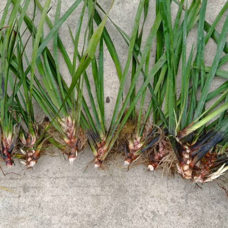 江西石菖蒲苗菖蒲种苗苗圃直发货源充足欢迎老板下单