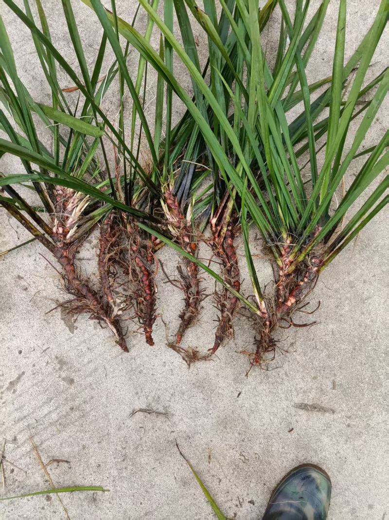 江西石菖蒲苗菖蒲种苗苗圃直发货源充足欢迎老板下单