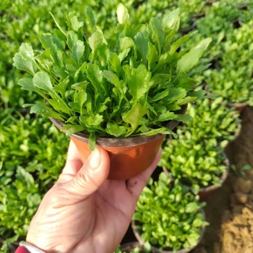 大滨菊
