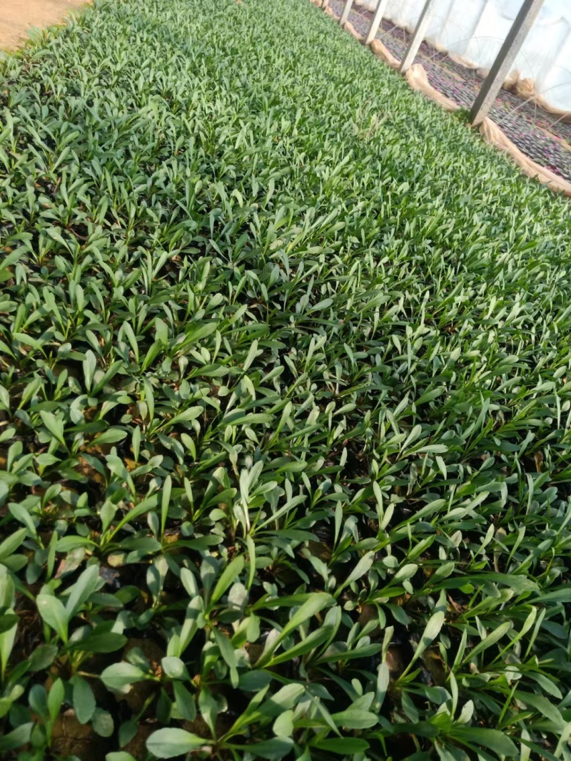 荷兰菊