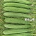 夏花2号花点丝瓜种子耐热肉厚味甜大肉花点肉丝瓜种子夏秋