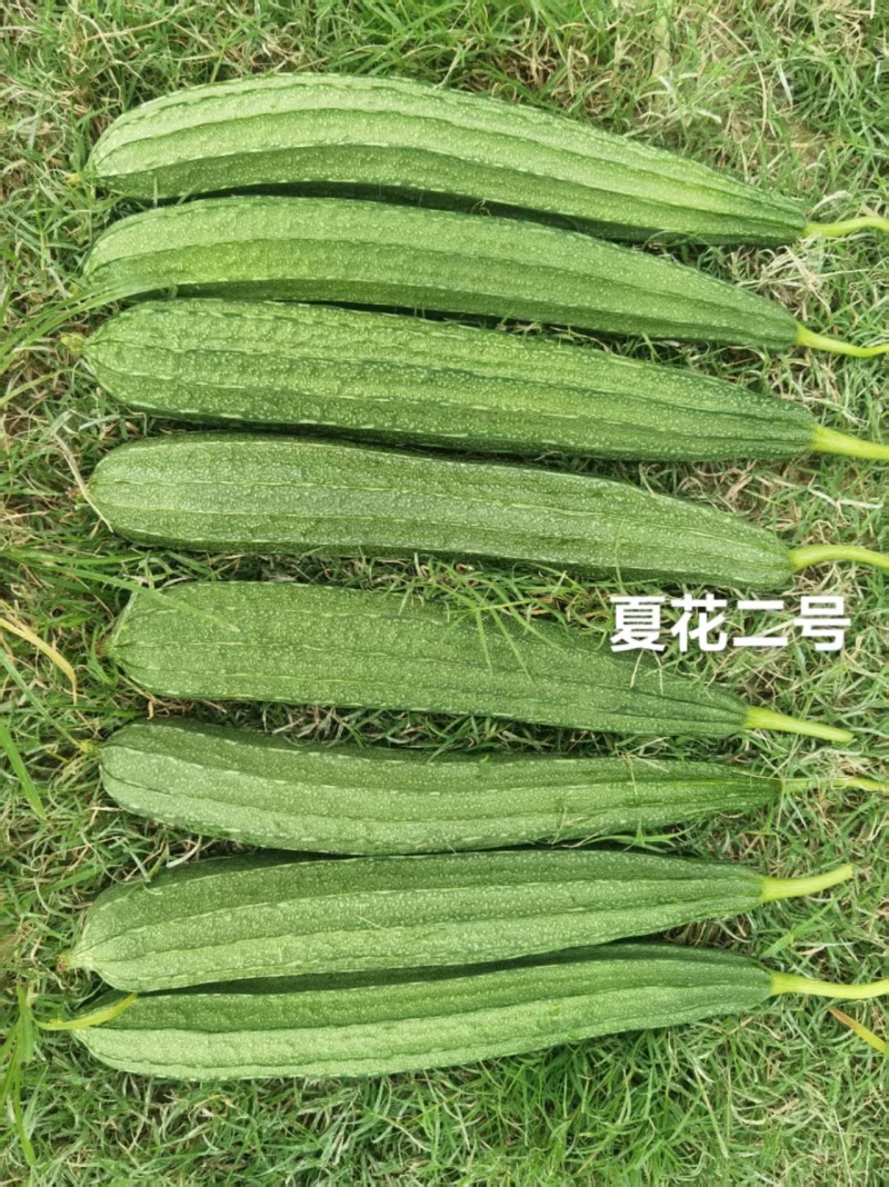 夏花2号花点丝瓜种子耐热肉厚味甜大肉花点肉丝瓜种子夏秋