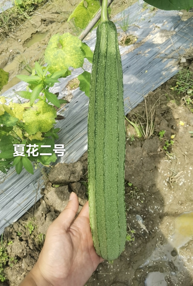 夏花2号花点丝瓜种子耐热肉厚味甜大肉花点肉丝瓜种子夏秋