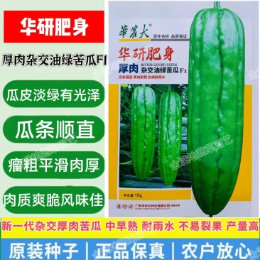 华研肥身苦瓜种子厚肉杂交油绿苦瓜种子抗病高产耐裂耐雨水苦