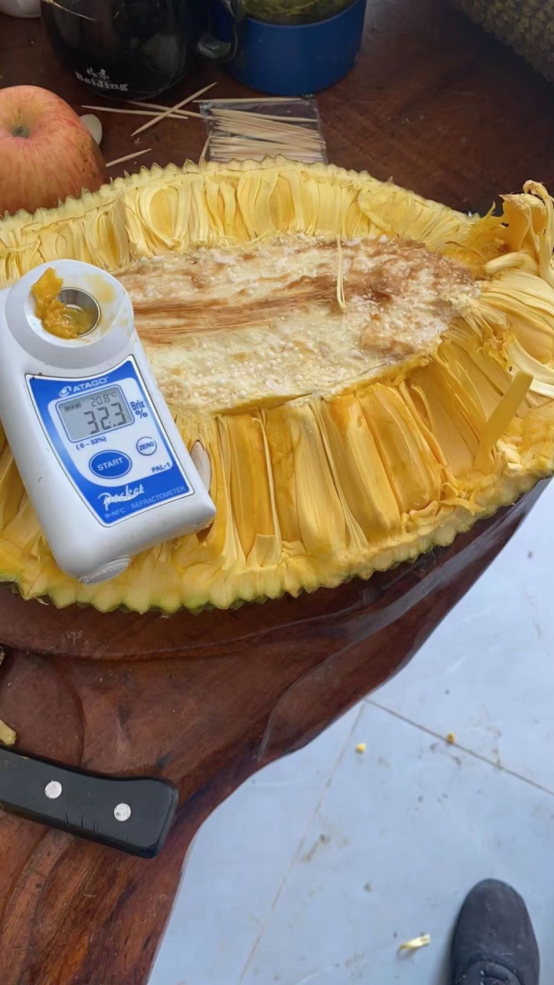 海南红肉菠萝蜜（泰八）产地直供量大从优供全国商超