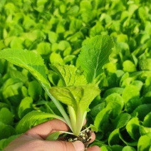 热销似锦大白菜苗千腾大锦白菜苗，早春黄芯大白菜进口大白菜