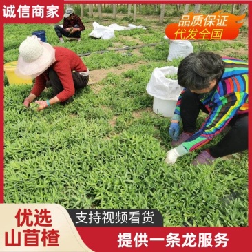 甄选山东潍坊山苜楂山菜山蚂蚱自己种植品质保障