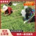 甄选山东潍坊山苜楂山菜山蚂蚱自己种植品质保障