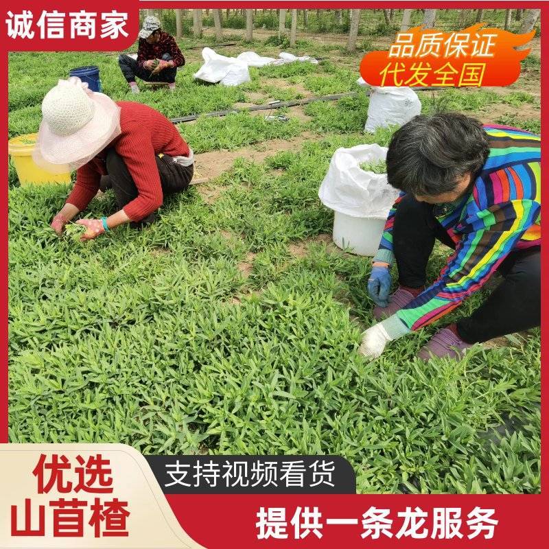 甄选山东潍坊山苜楂山菜山蚂蚱自己种植品质保障