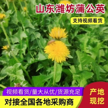 甄选山东潍坊鲜蒲公英，冻品，大量批发诚信经营
