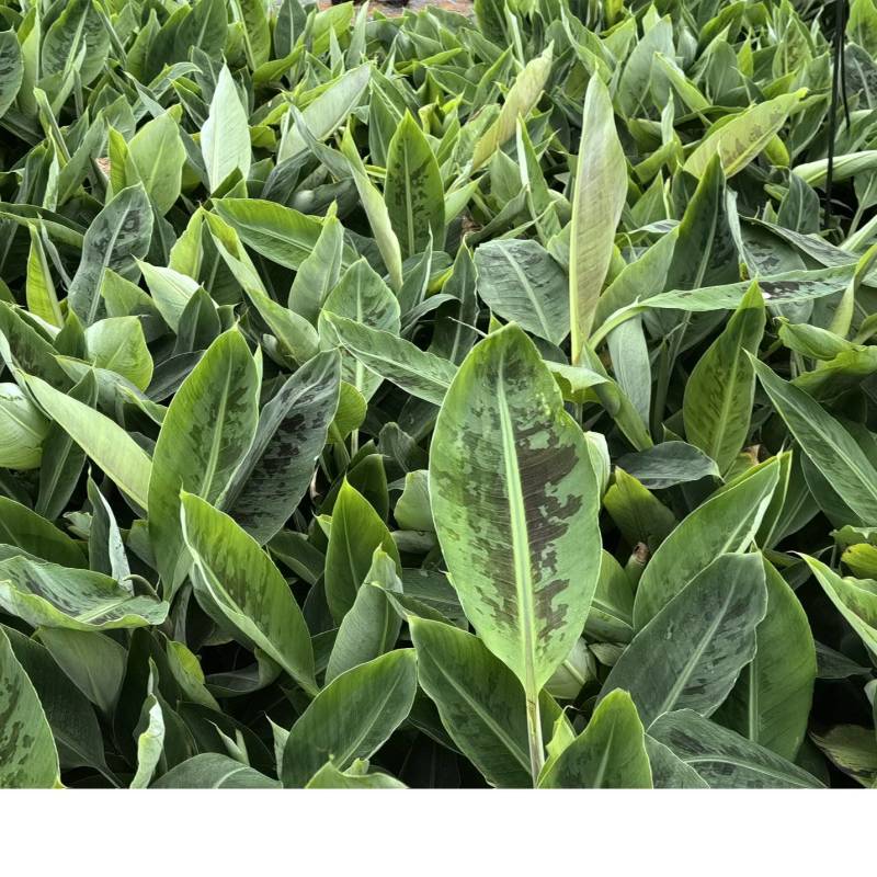 巴西粉焦现货