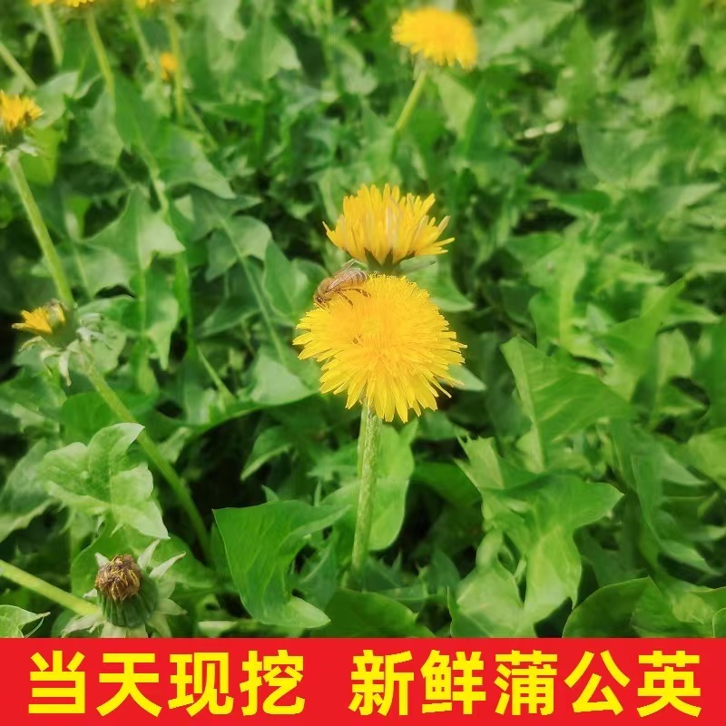 精选山东潍坊蒲公英鲜货冻品品质您放心诚信经营