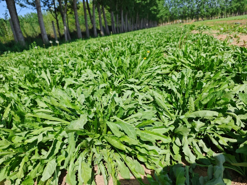 精选山东潍坊蒲公英鲜货冻品品质您放心诚信经营