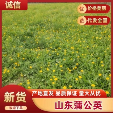 精选山东潍坊蒲公英鲜货冻品品质您放心诚信经营
