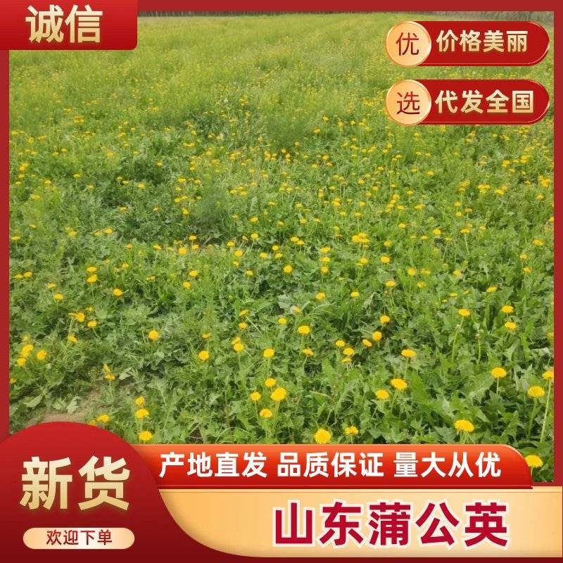 精选山东潍坊蒲公英鲜货冻品品质您放心诚信经营