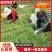 优选山东潍坊山苜楂山菜山蚂蚱鲜货冻品品质保障诚信