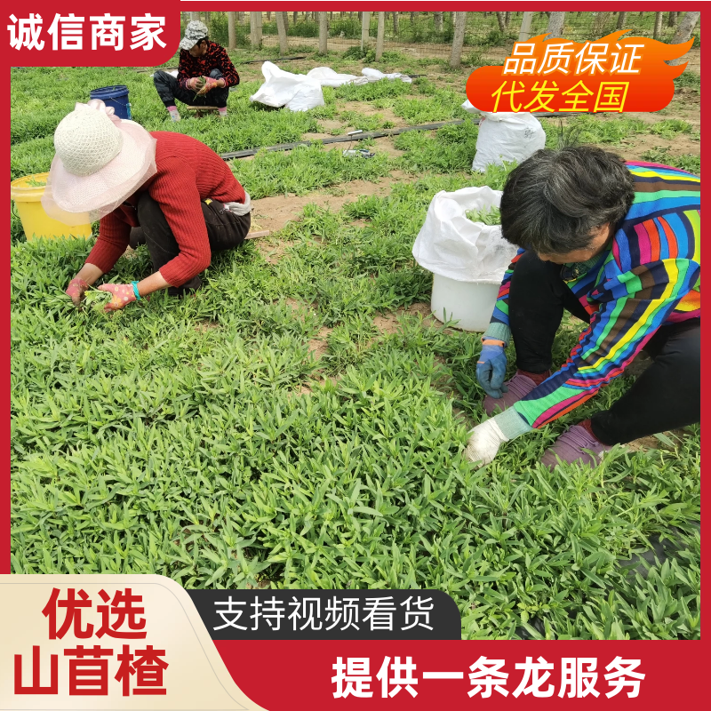 优选山东潍坊山苜楂山菜山蚂蚱鲜货冻品品质保障诚信