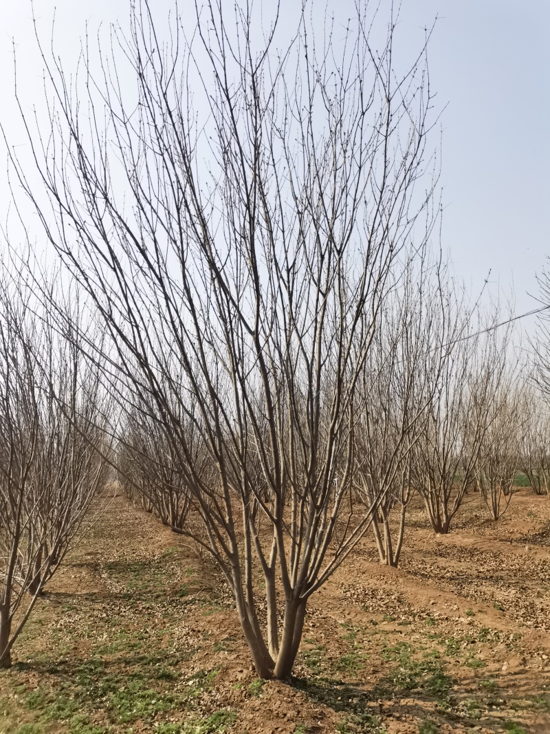 白蜡，精品白蜡，地产专用白蜡，速生白蜡，