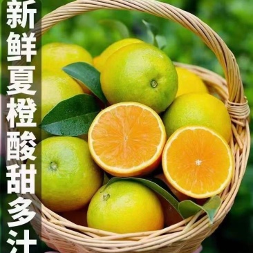 夏橙，发货快质量好入口即化易化渣果园