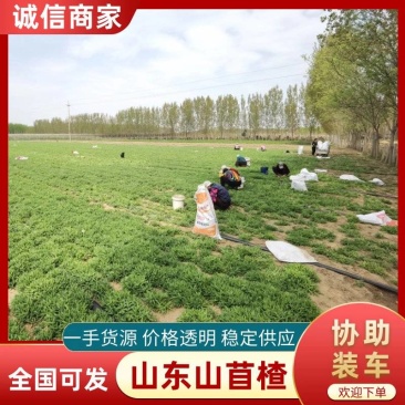 优选山东潍坊山苜楂山菜山蚂蚱鲜货冻品品质保障诚信
