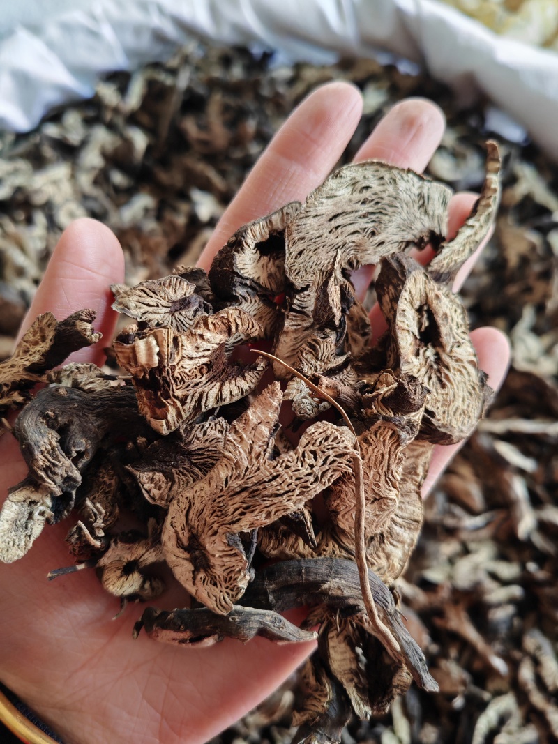 升麻中选升麻永发中药材全品类批发零售实物拍摄