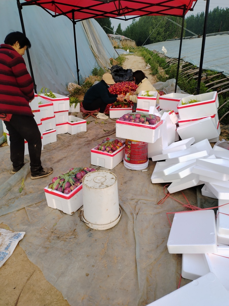 山东黄肉油桃中油四号油桃产地供货中