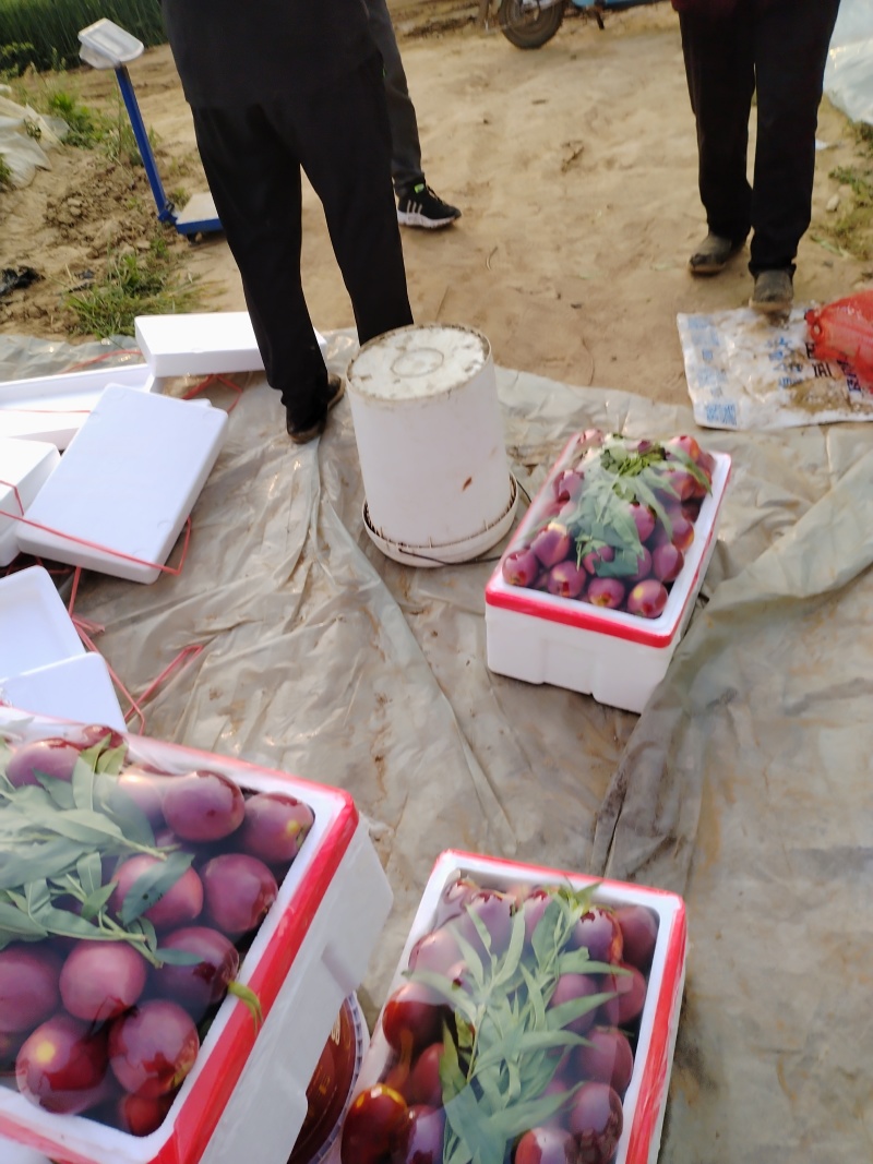 山东黄肉油桃中油四号油桃产地供货中