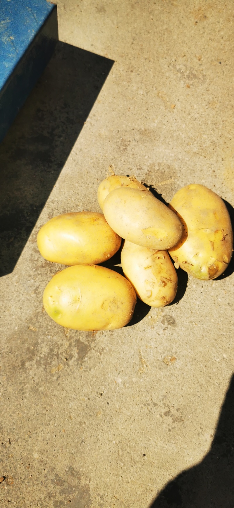 云南高原红土豆品质优良。最新土豆价格