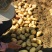 云南高原红土豆品质优良。最新土豆价格