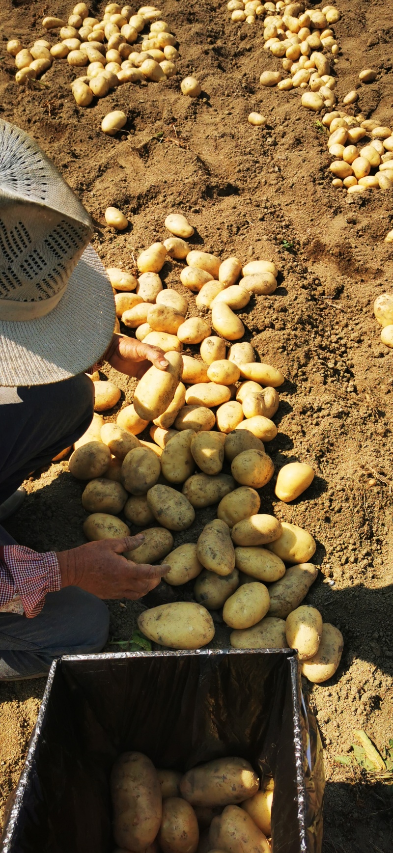 云南高原红土豆品质优良。最新土豆价格