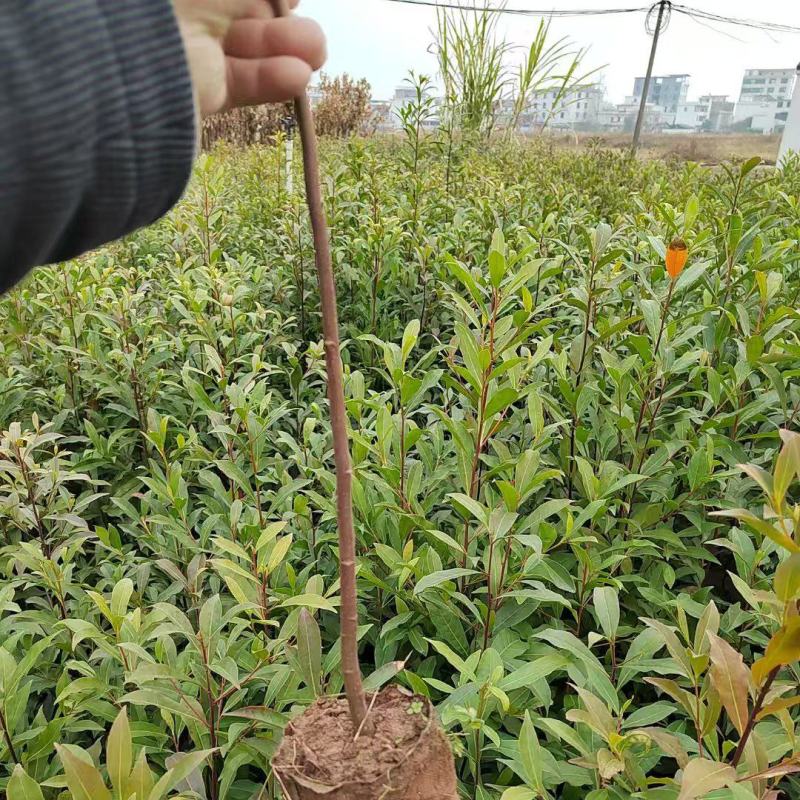 木荷苗，大量有货，量大优惠，欢迎新老客户前来合作