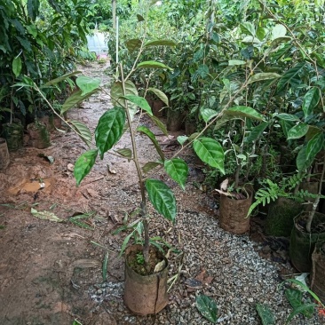 羊奶果苗，德甜二号羊奶果苗，基地直销