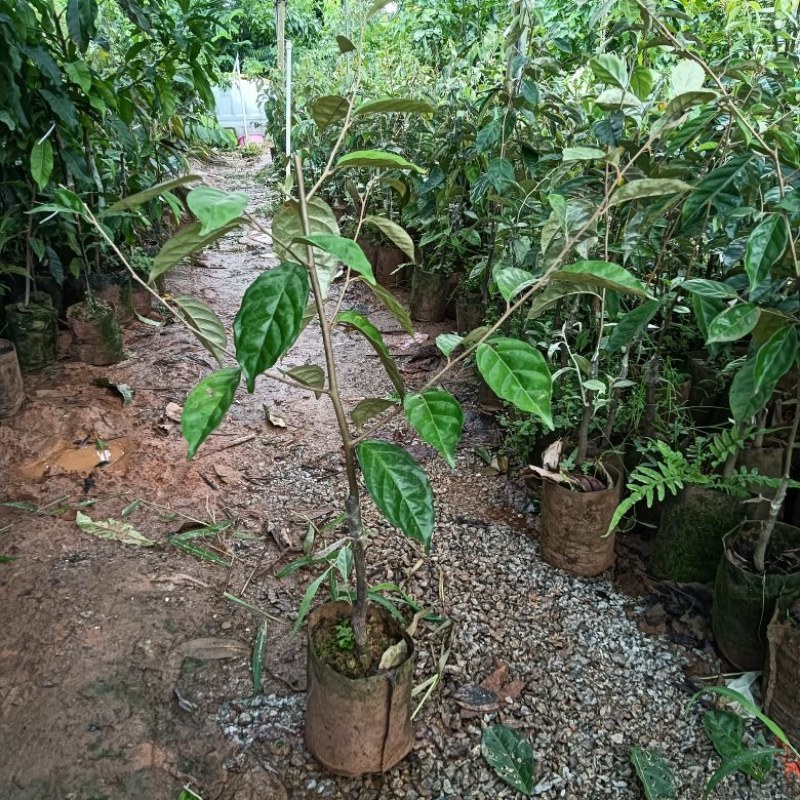 羊奶果苗，德甜二号羊奶果苗，基地直销