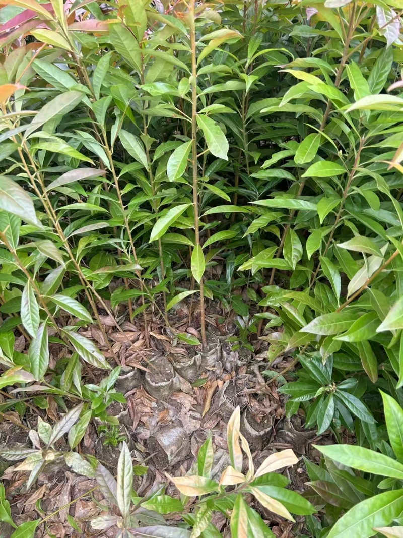 木荷苗，大量有货，量大优惠，欢迎新老客户前来合作