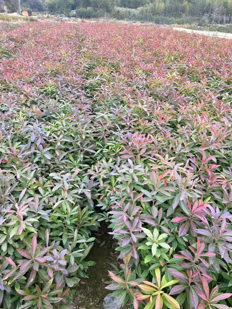 木荷苗，大量有货，量大优惠，欢迎新老客户前来合作