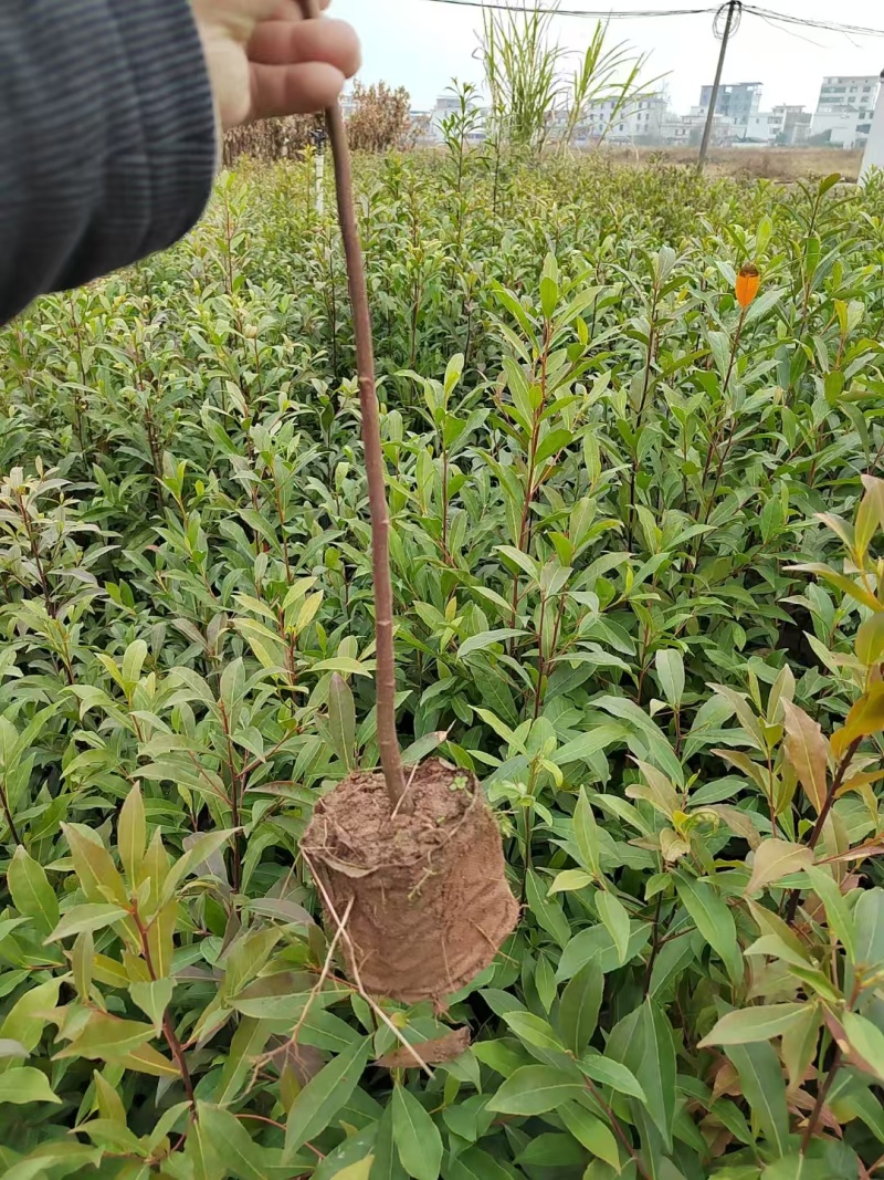 木荷苗，大量有货，量大优惠，欢迎新老客户前来合作