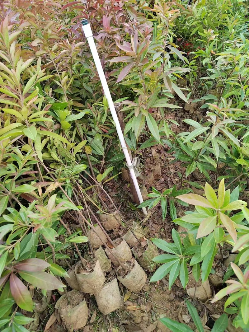 木荷苗，大量有货，量大优惠，欢迎新老客户前来合作