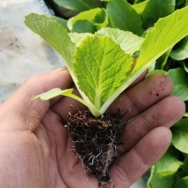 精品白菜秧苗，好货实惠，量大优惠