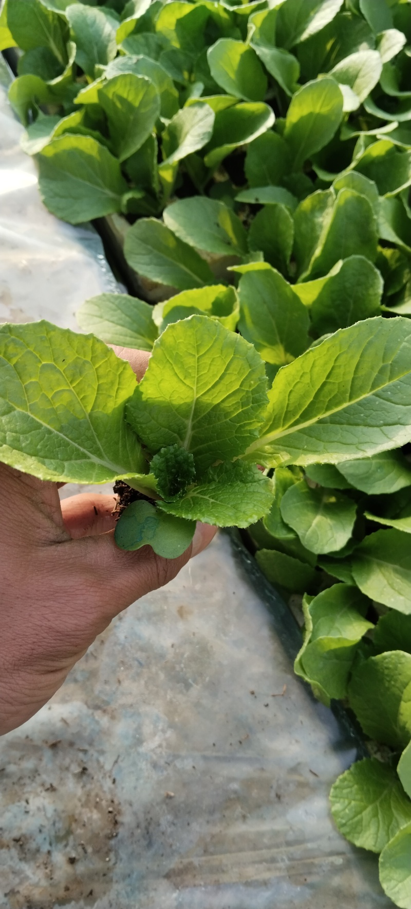 精品白菜秧苗，好货实惠，量大优惠