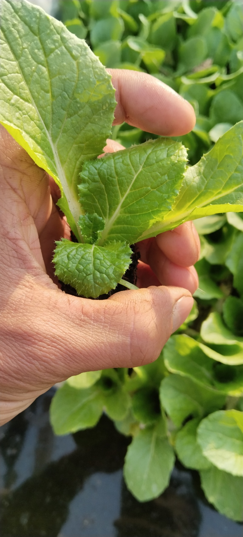 精品白菜秧苗，好货实惠，量大优惠