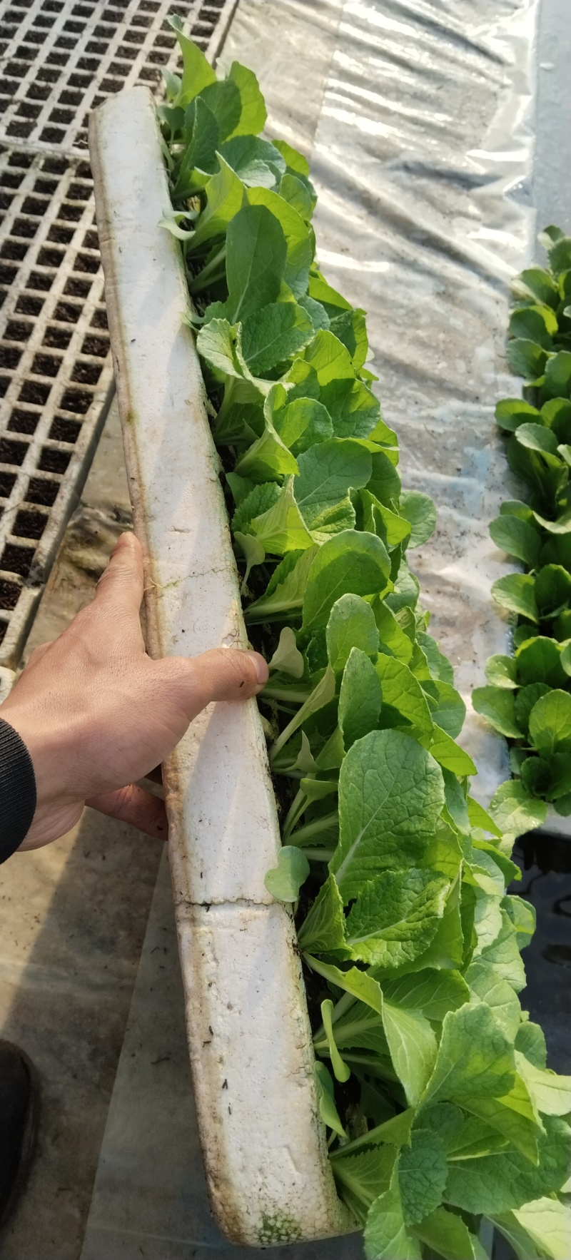 精品白菜秧苗，好货实惠，量大优惠