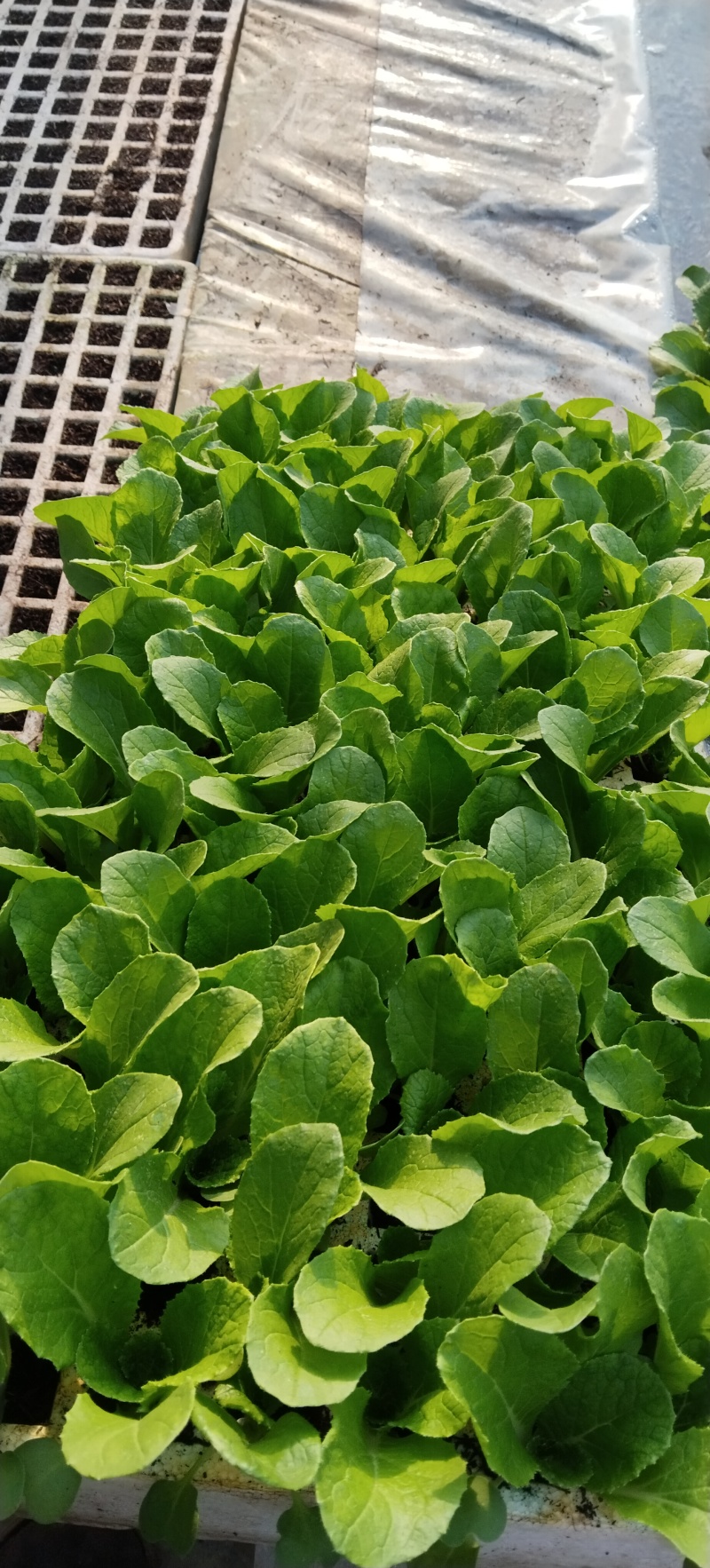 精品白菜秧苗，好货实惠，量大优惠