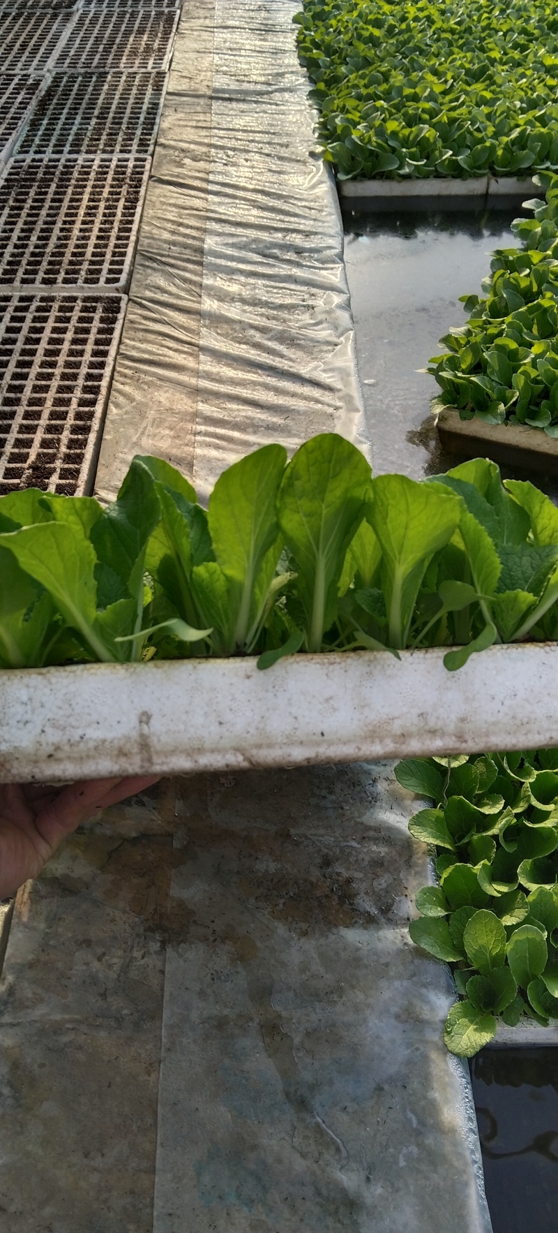 精品白菜秧苗，好货实惠，量大优惠