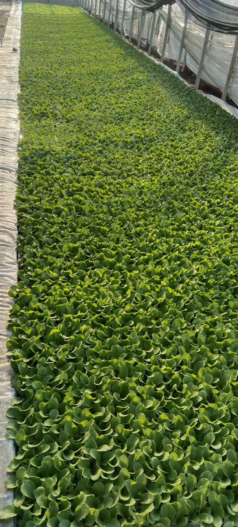 精品白菜秧苗，好货实惠，量大优惠