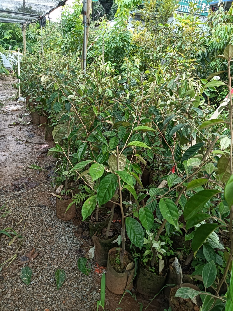 羊奶果苗，德甜二号羊奶果苗，基地直销