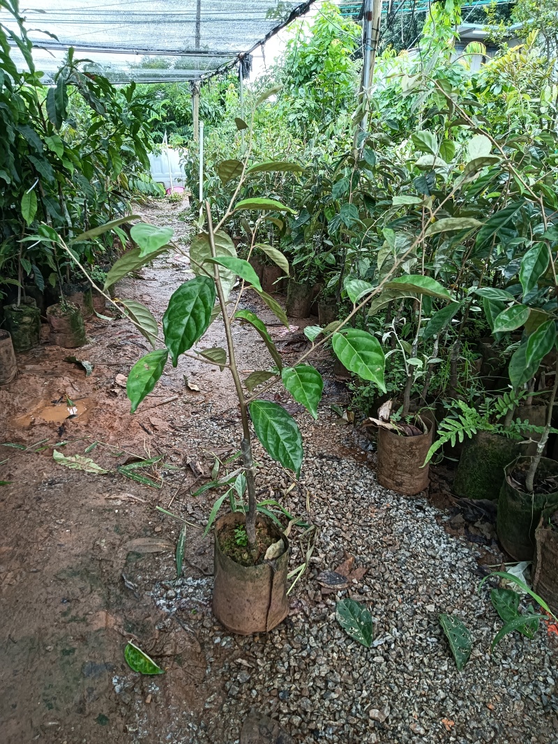 羊奶果苗，德甜二号羊奶果苗，基地直销