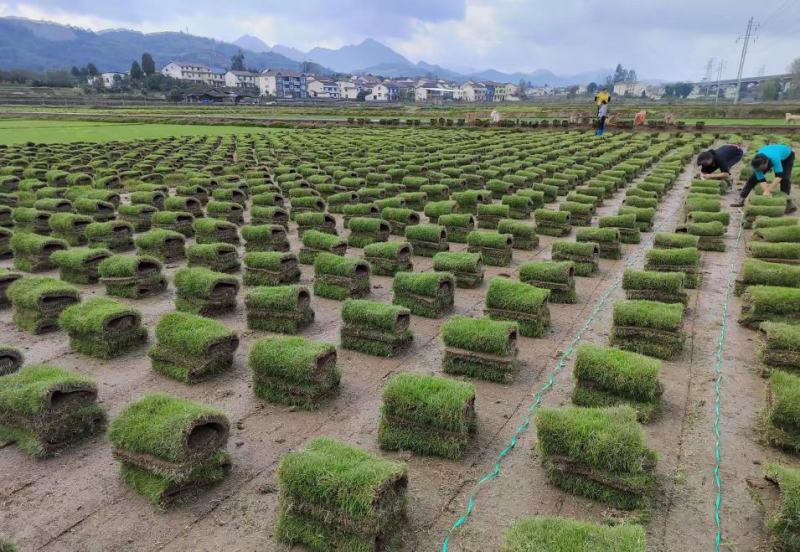 台湾二号草坪基地直销，量大从优，价格优惠