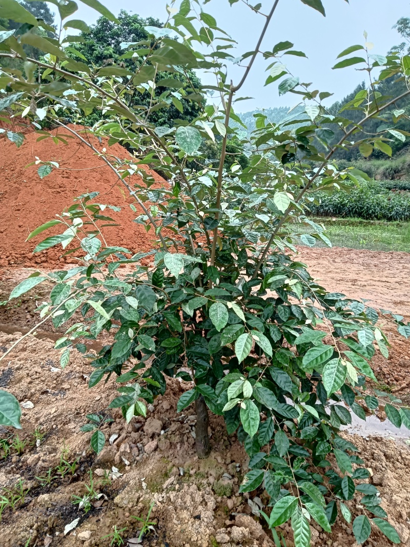 羊奶果苗，德甜二号羊奶果苗，基地直销